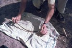 Examining a snake at the campsite