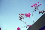 A giant Madagascar swallowtail visiting bourgainillea flowers