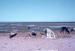 Image: Mudflats at low tide: Tulear