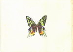 Back Cover: Madagascar