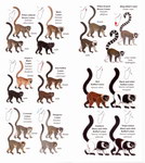 Example Page: Lemurs of Madagascar: Pocket Identi...
