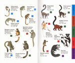 Endpaper: Lemurs of Madagascar