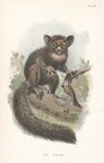 Front: Plate I: The Aye-Aye: Lloyd's Natur...