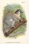 Plate IX: The White-Footed Sportive Lemur