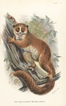 Plate V: The Black-Eared Mouse Lemur