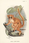 Front: Plate VI: Smith's Dwarf Lemur: Lloy...