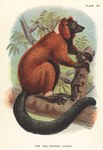 Plate VII: The Red-Ruffed Lemur