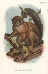 Front: Plate VIII: The Grey Gentle-Lemur: ...