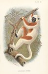 Front: Plate XI: Coquerel's Sifaka: Lloyd'...