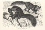 The aye-aye (1/9 nat. size)