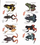 Example Page: Frogs of Madagascar Genus Mantella:...