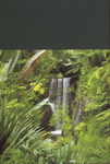 Back Cover: Masoala Rainforest in the Zurich Zo...