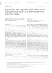 Survival of a wild ring-tailed lemur (Lemur catta) with abdominal trauma in an anthropogenically disturbed habitat