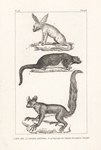 Front: 1. l'Aye-Aye, 2. l'Animal Anonyme, ...