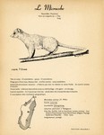 1. Le Microcebe / 2. Le Microcèbe de Coquerel