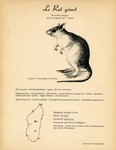 Back: 41. Le Surmulot / 42. Le Rat géant