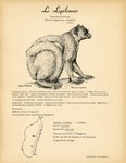 Front: 7. Le Lepilemur / 8. Le Lepilemur ...