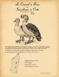 17. Le Canard  Bosse ou Sarcidiorne  Crte / 18. La Sarcelle Naine