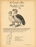 17. Le Canard à Bosse ou Sarcidiorne à Crête / 18. La Sarcelle Naine