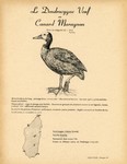 19. Le Dendrocygne Veuf ou Canard Maragnon / 20. Le Dendrocygne Fauve ou Canard siffleur