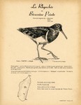 Back: 21. La Bcassine / 22. La Rhynche ...