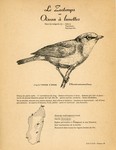 Back: 47. La Falculie Mantele / 48. Le Z...