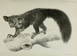 Plate 14: On the Aye-aye (Chiromys, Cuvier; C...