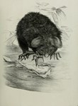 Plate 15: On the Aye-aye (Chiromys, Cuvier; C...