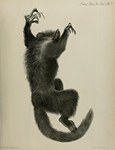 Plate 17: On the Aye-aye (Chiromys, Cuvier; C...