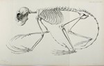 Plate 19: On the Aye-aye (Chiromys, Cuvier; C...