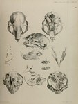 Plate 20: On the Aye-aye (Chiromys, Cuvier; C...