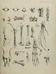 Plate 21: On the Aye-aye (Chiromys, Cuvier; C...
