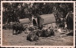 Front: Zebu resting with covered carts