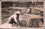 Front: Malagasy women tying reeds for use ...