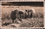 Front: Cutting and bundling rice in Madaga...