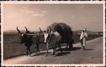 Front: Zebu pulling a cart in the highland...