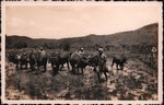 Zebu being used to prepare rice paddies for planting