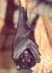Front: Livingstone's Fruit Bat