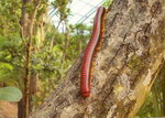 Roter Madagascar Tausendfüssler