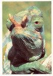 Front: Parson's Chameleon: Chameleo parson...