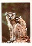 Front: Ring-Tailed Lemurs: Lemur catta, Ma...