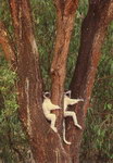 Front: Verreaux's Sifakas: Propithecus ver...