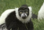 Front: Black-and-White Ruffed Lemur