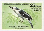 Front: Vanga curvirostris (Vorobanga): 25-...