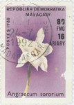 Front: Angraecum sororium: 80-Franc (16-Ar...