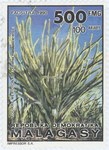 Front: Didierea madagascariensis: 500-Fran...