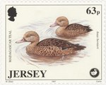 Front: Madagascar Teal, Anas bernieri: 63-...