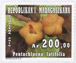 Pentachlaena latifolia: 200-Ariary Postage Stamp