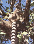 Back Cover: Madagaskar: Naturparadies im Süden