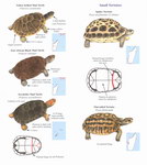 Example Page: Turtles and Tortoises of Madagascar...